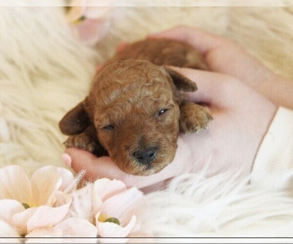 Medium Photo #3  Breeder Profile in COATESVILLE, PA, USA