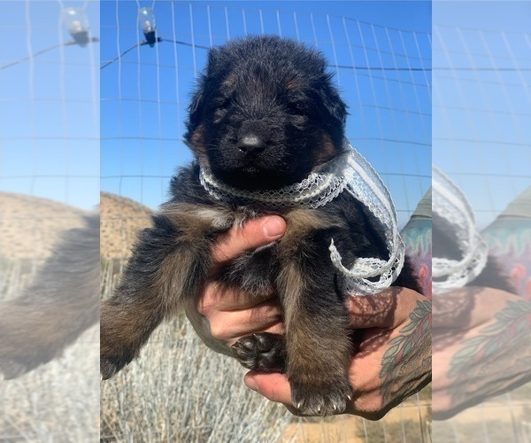 Medium Photo #61  Breeder Profile in PINON HILLS, CA, USA