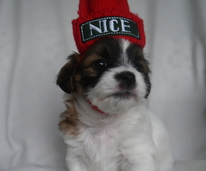 Mal-Shi Dog Breeder near SARASOTA, FL, USA