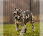 Small Photo #12  Breeder Profile in COON RAPIDS, MN, USA