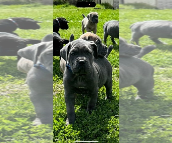 Medium Photo #1  Breeder Profile in DALLAS, TX, USA