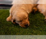 Small #43 Breeder Profile image
