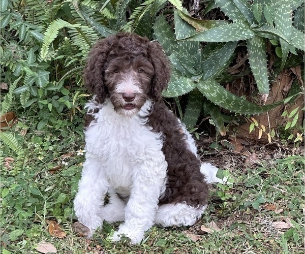 Medium Photo #2  Breeder Profile in BRANDON, FL, USA