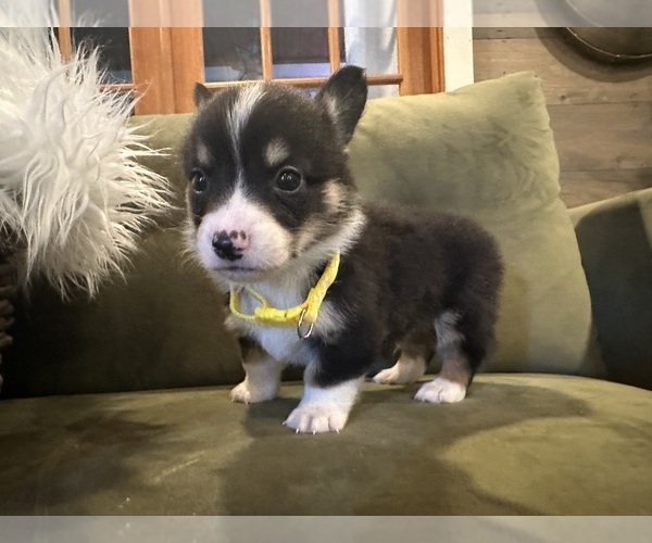 Medium Photo #20  Breeder Profile in PERKINSVILLE, VT, USA