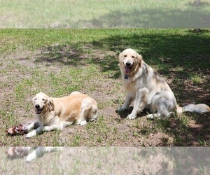 English Cream Golden Retriever Dog Breeder near HIGH SPRINGS, FL, USA