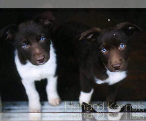 Australian Kelpie Dog Breeder near CAMAS, WA, USA