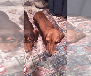Dachshund Dog Breeder near GRANGERLAND, TX, USA