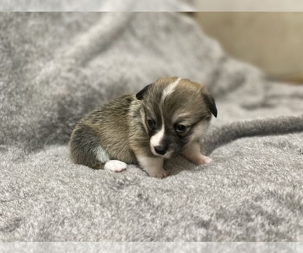 Medium Photo #10  Breeder Profile in AMES, OK, USA