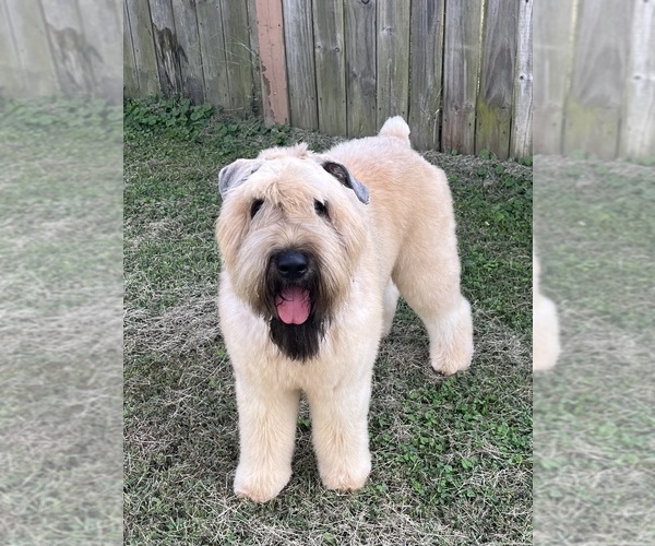 Medium Photo #10  Breeder Profile in LOUISVILLE, KY, USA