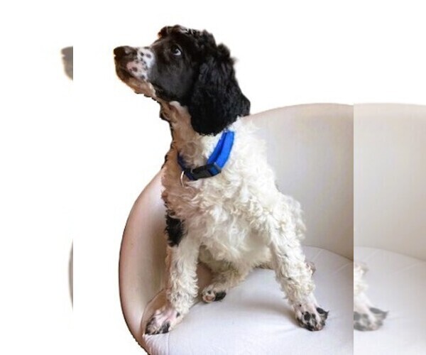 Medium Photo #1  Breeder Profile in MOUNT VERNON, WA, USA