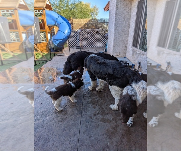 Medium Photo #37  Breeder Profile in LAS VEGAS, NV, USA