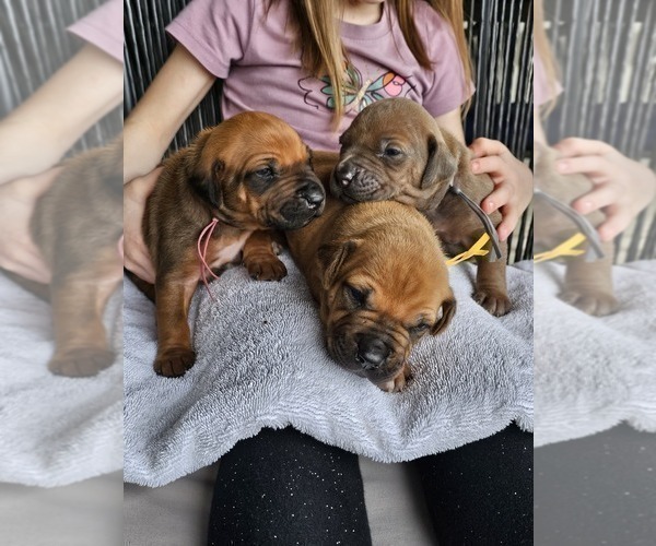 Medium Photo #2  Breeder Profile in BUMPASS, VA, USA