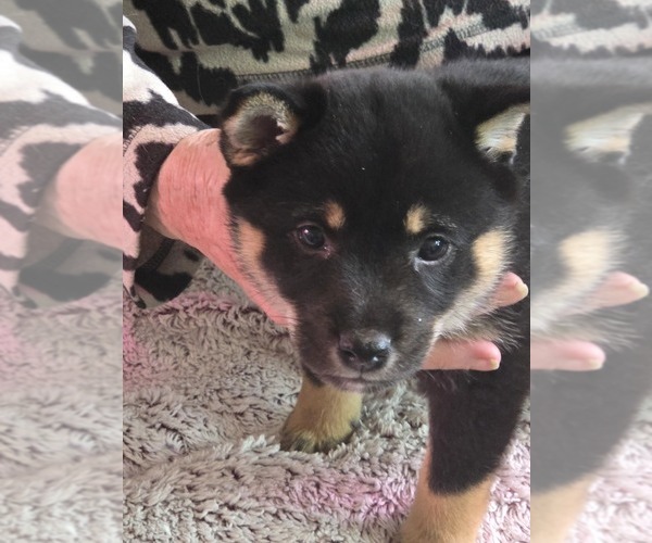 Medium Photo #1  Breeder Profile in LANCASTER, PA, USA