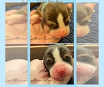 Small #2 Breeder Profile image