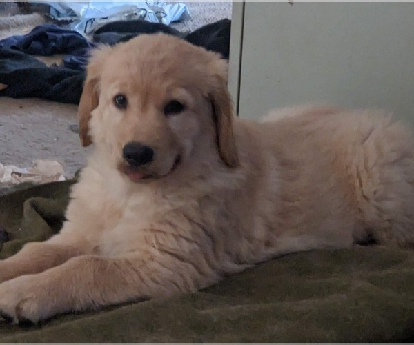 Medium Photo #15  Breeder Profile in LAS CRUCES, NM, USA