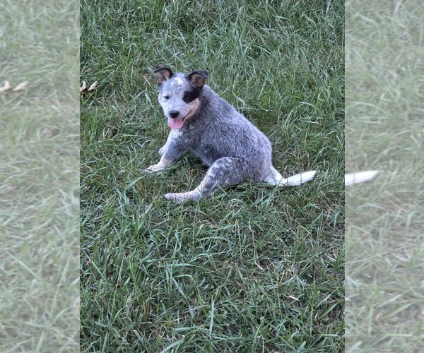 Medium Photo #6  Breeder Profile in HAWARDEN, IA, USA