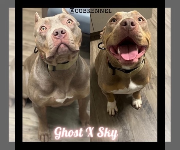 Medium Photo #1  Breeder Profile in CHARLOTTE, NC, USA