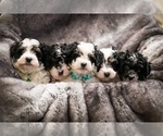 Small #6 Breeder Profile image