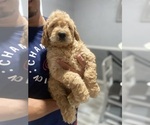 Small Photo #2  Breeder Profile in DIAMOND, CA, USA