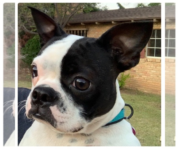 Medium Photo #1  Breeder Profile in PLAINVIEW, TX, USA