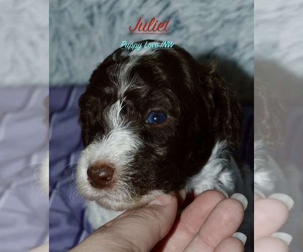 Medium Photo #12  Breeder Profile in POST FALLS, ID, USA