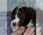 Small #11 Breeder Profile image