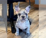 Small breeder photo