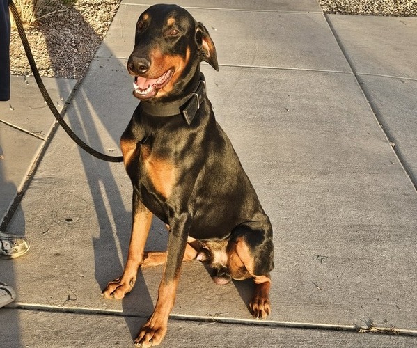 Medium Photo #5  Breeder Profile in PHOENIX, AZ, USA
