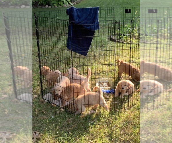 Medium Photo #1  Breeder Profile in HARRISON TOWNSHIP, MI, USA