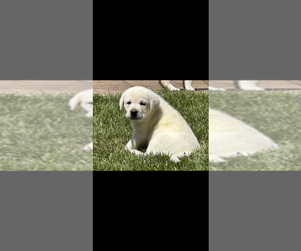 Medium Photo #1  Breeder Profile in ACUSHNET, MA, USA