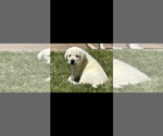 Small breeder photo