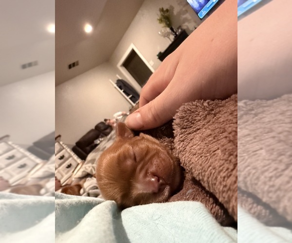 Medium Photo #26  Breeder Profile in WAXAHACHIE, TX, USA