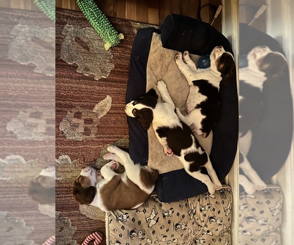 Medium Photo #12  Breeder Profile in CHATTANOOGA, TN, USA