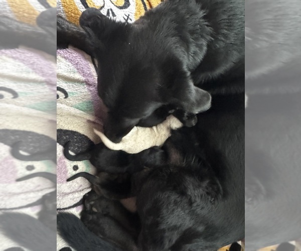 Medium Photo #1  Breeder Profile in MESHOPPEN, PA, USA