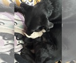 Small breeder photo
