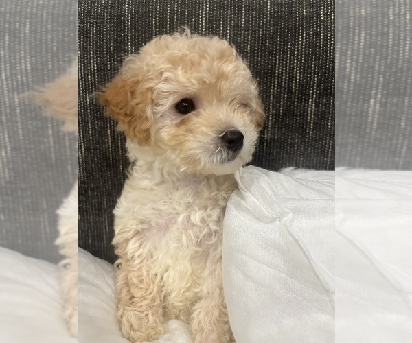 Medium Photo #1  Breeder Profile in CHICAGO, IL, USA