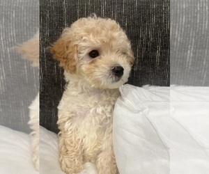 Maltipoo (Miniature) Dog Breeder near CHICAGO, IL, USA