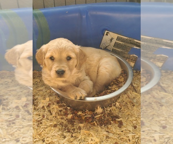 Medium Photo #1  Breeder Profile in BONNE TERRE, MO, USA