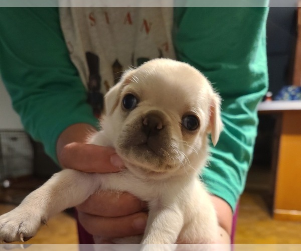 Medium Photo #1  Breeder Profile in MANGHAM, LA, USA