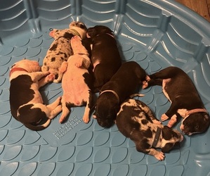 American Bully-American Pit Bull Terrier Mix Dog Breeder near LANSFORD, PA, USA