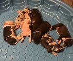 Small breeder photo