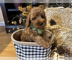 Small #10 Breeder Profile image