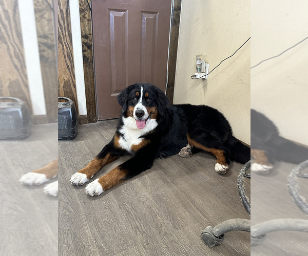 Medium Photo #10  Breeder Profile in FAIRLAND, OK, USA