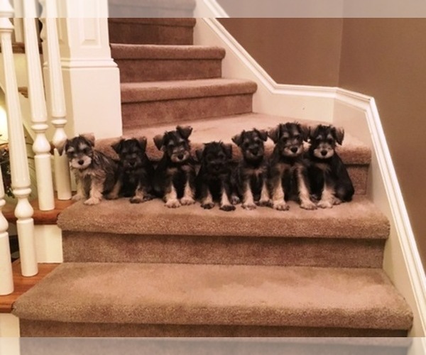 Medium Photo #1  Breeder Profile in COLUMBIA, MO, USA