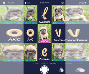 French Bulldog Dog Breeder in CANYON, Texas USA