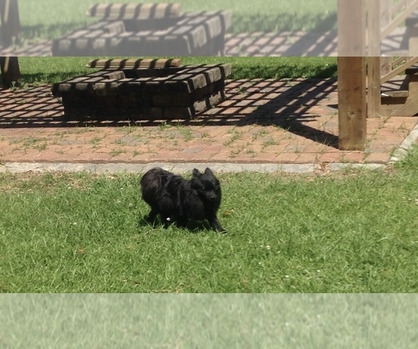 Medium Photo #1  Breeder Profile in BUSH, LA, USA