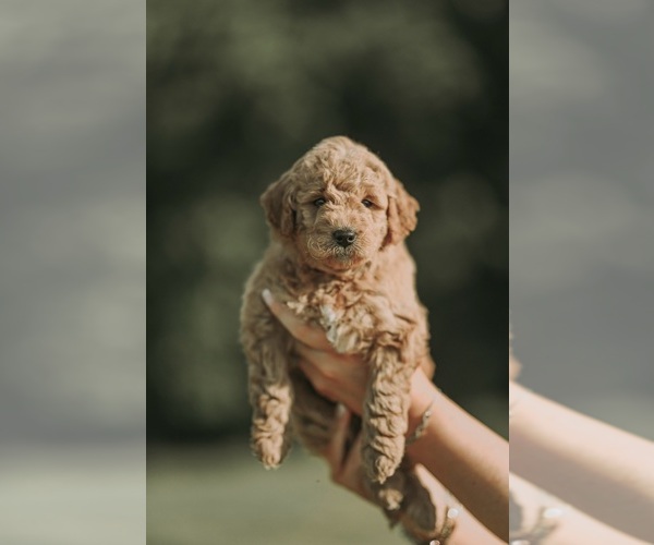 Medium Photo #4  Breeder Profile in FLAT ROCK, NC, USA