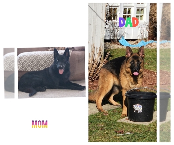 Medium Photo #2  Breeder Profile in WEST YARMOUTH, MA, USA
