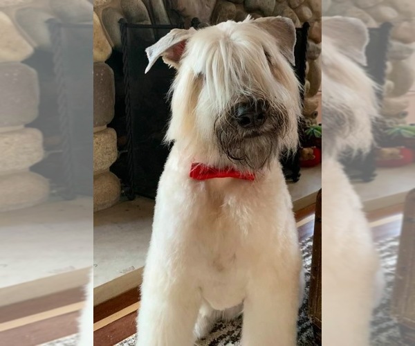 Medium Photo #14  Breeder Profile in HASTINGS, MI, USA