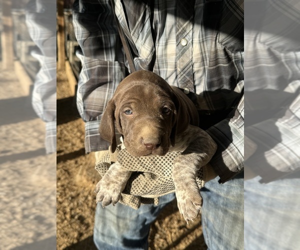 Medium Photo #12  Breeder Profile in MONTROSE, CO, USA